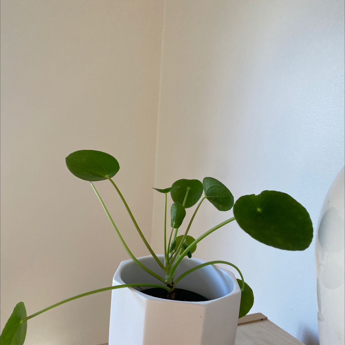 Chinese Money Plant plant photo by @Poptart76 named Quanwei on Greg, the plant care app.