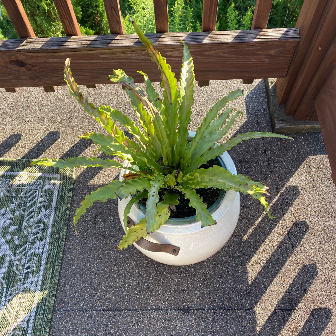 Bird's Nest Fern plant photo by @Poptart76 named Brownie on Greg, the plant care app.