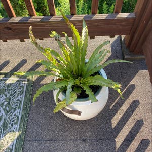 Bird's Nest Fern plant photo by Poptart76 named Brownie on Greg, the plant care app.