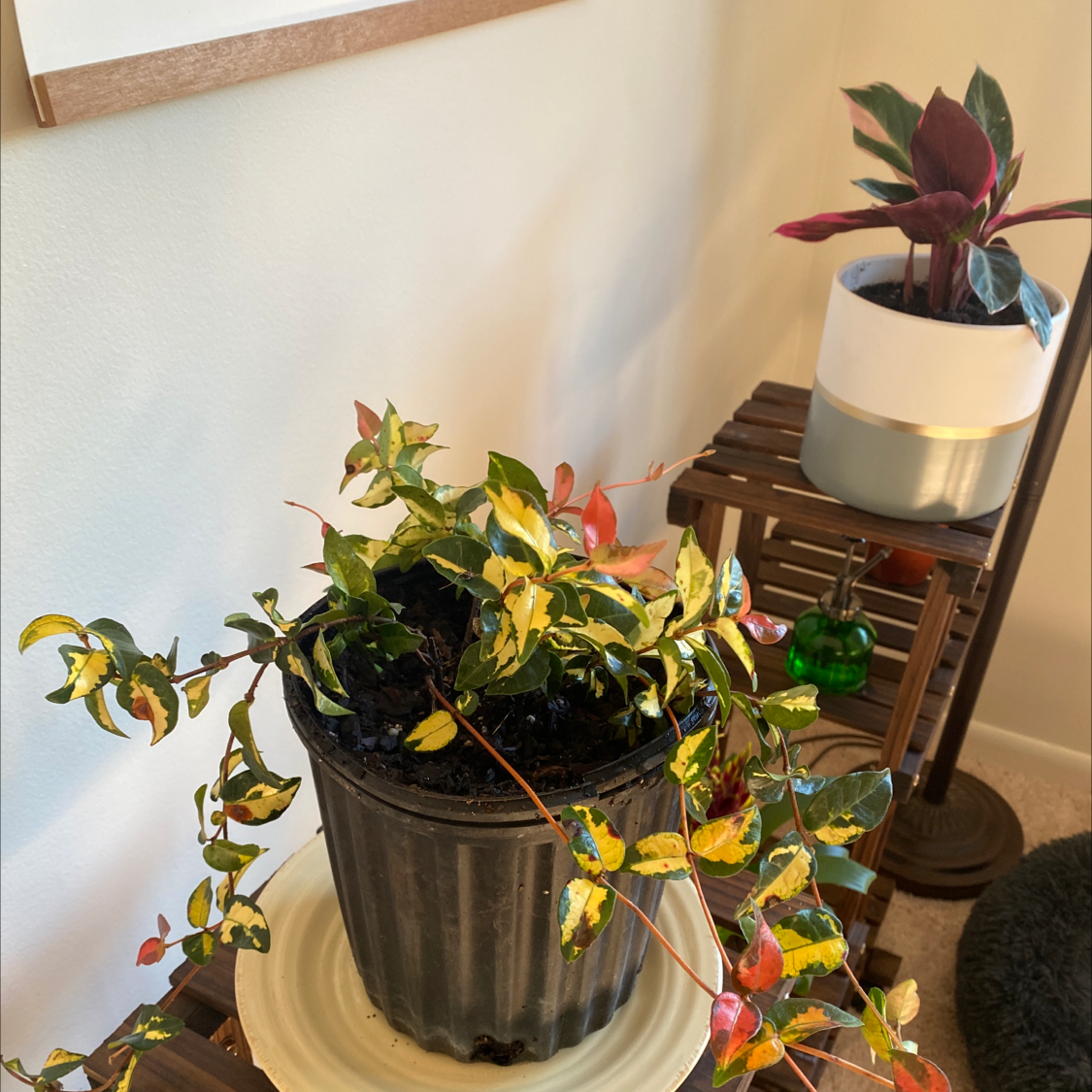 Asian Jasmine plant photo by @Poptart76 named Jitterbug Perfume on Greg, the plant care app.