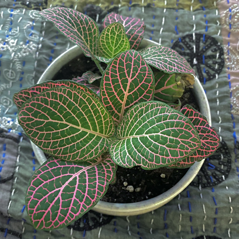 Nerve Plant plant photo by @savannahatkinson named Fiona on Greg, the plant care app.