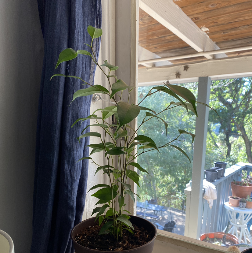 Weeping Fig plant photo by @savannahatkinson named Freddie on Greg, the plant care app.