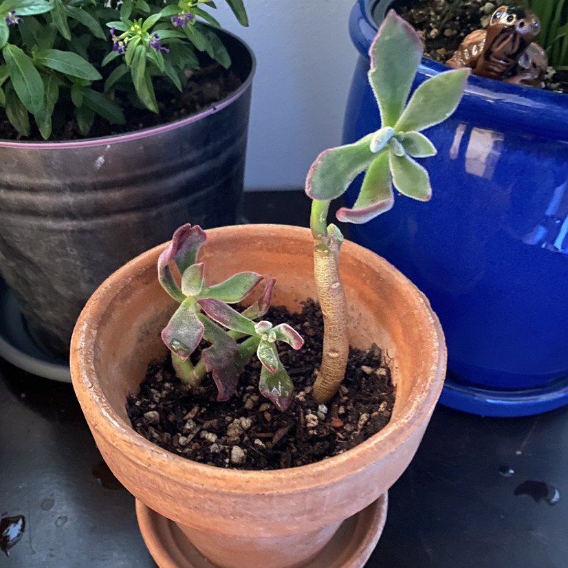 Photo of the plant species Chenille Plant by @savannahatkinson named Beetlejuice on Greg, the plant care app