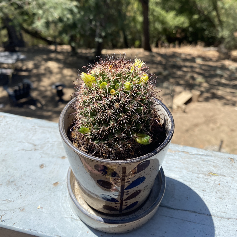 Photo of the plant species Strawberry cactus by @savannahatkinson named Carmen on Greg, the plant care app