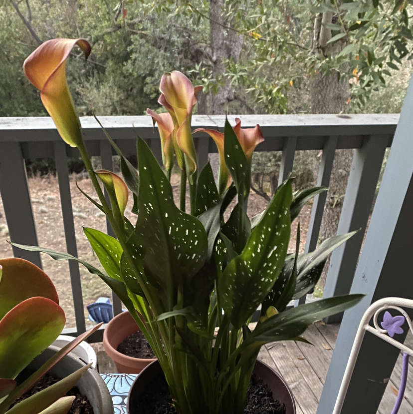 Photo of the plant species Red Calla Lily by @savannahatkinson named ￼ Cecilia on Greg, the plant care app