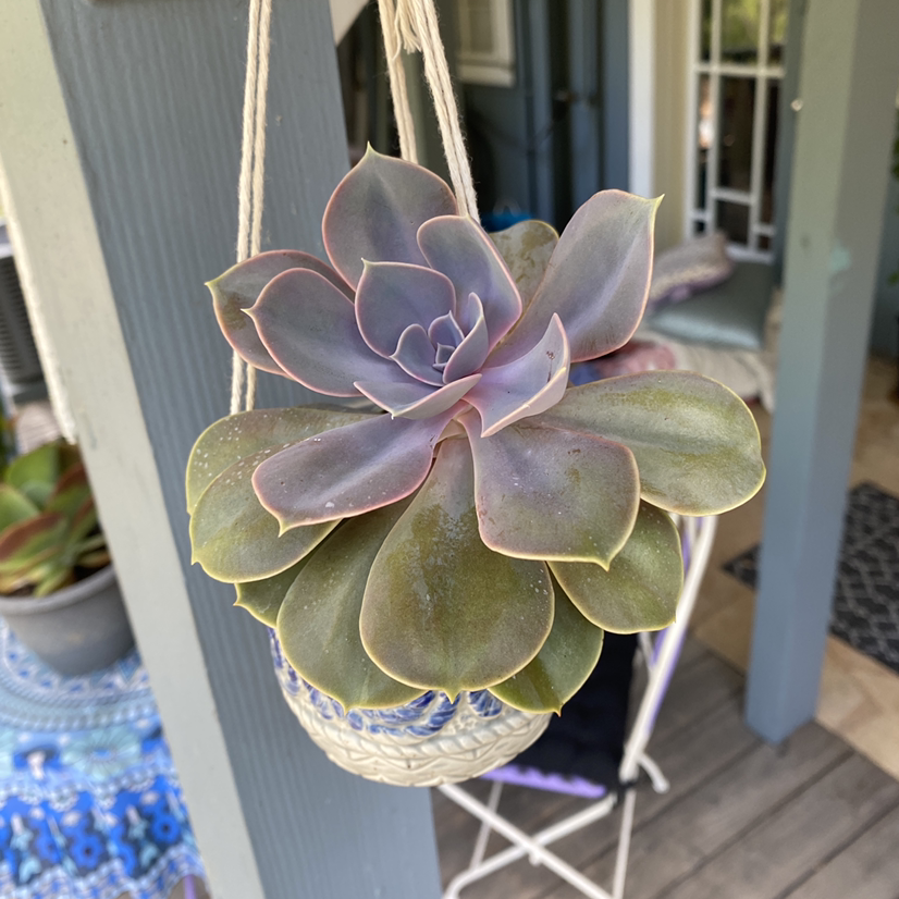 Mexican Snowball plant photo by @savannahatkinson named Sunshine on Greg, the plant care app.