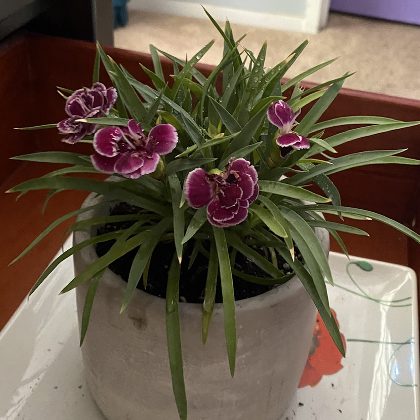 Border Carnation plant photo by @savannahatkinson named Elle on Greg, the plant care app.