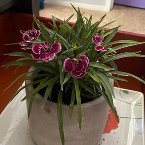 Carnation plant photo by @savannahatkinson named Elle on Greg, the plant care app.