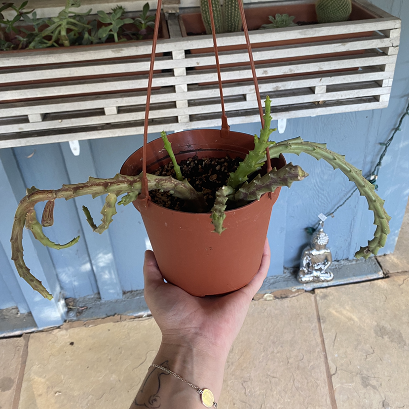 Potted Stapelia Planiflora Jacq. plant with wilting, discolored stems held by a hand.