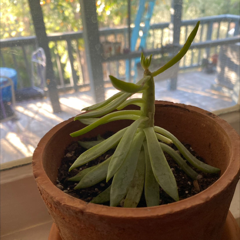 Sedeveria 'Harry Butterfield' plant in a terracotta pot with visible soil, showing signs of etiolation.