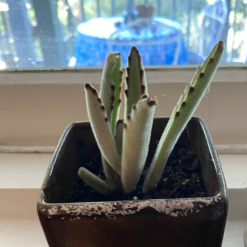 Panda Plant plant photo by @savannahatkinson named Bruce on Greg, the plant care app.