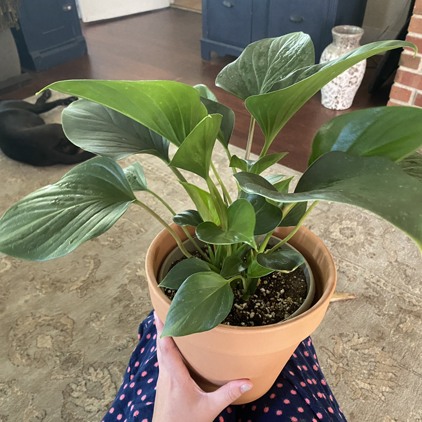 Homalomena 'Emerald Gem' plant in a terracotta pot held by a hand, with visible soil.