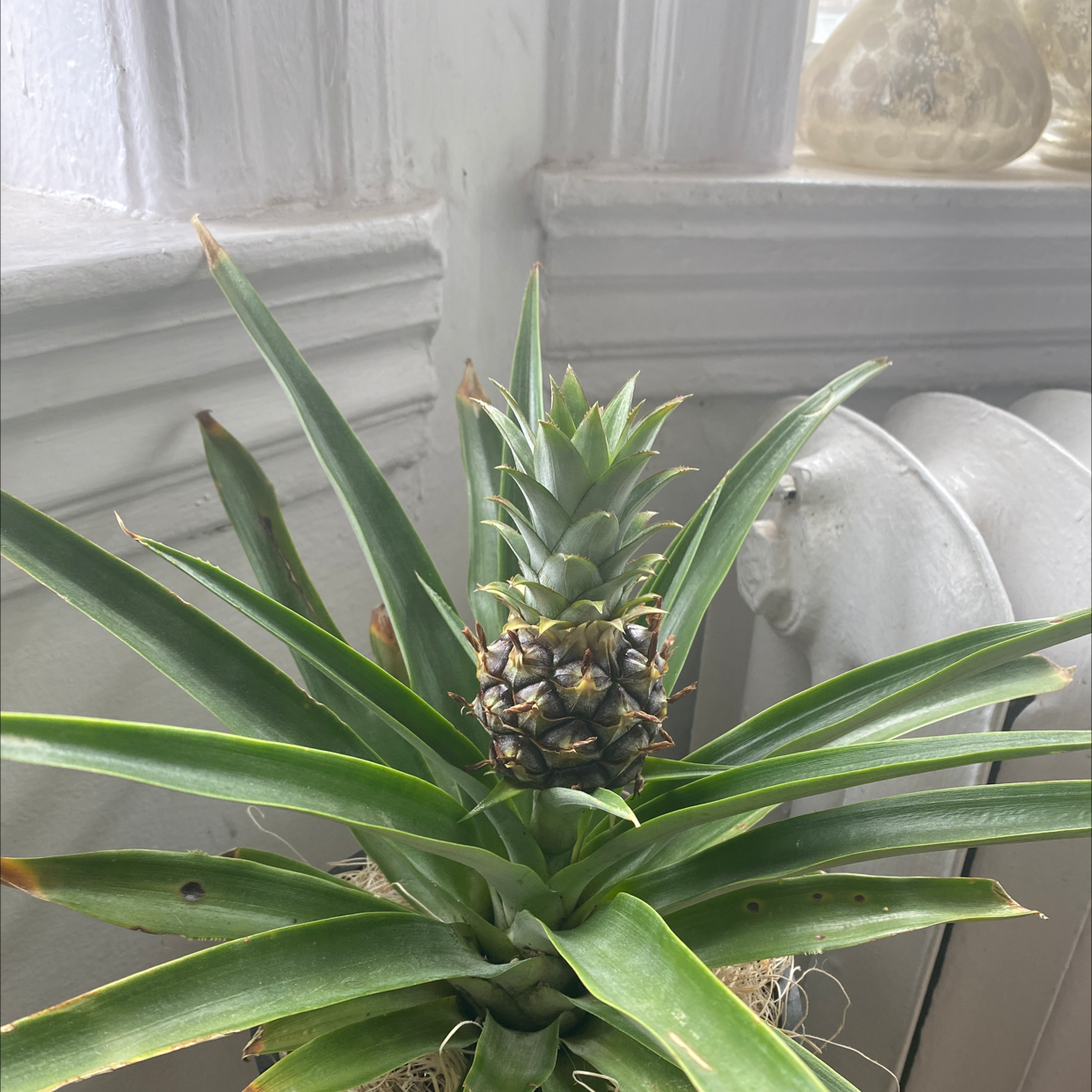 Myths and facts about pineapple consumption during pregnancy