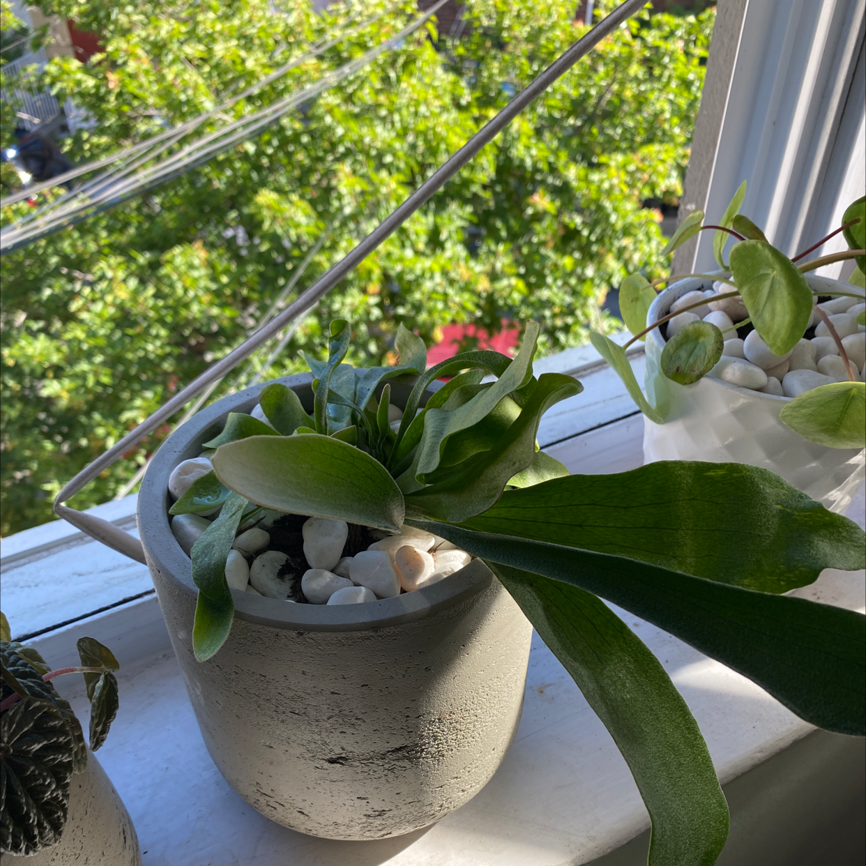 Elkhorn Fern in a pot on a windowsill with white pebbles covering the soil.