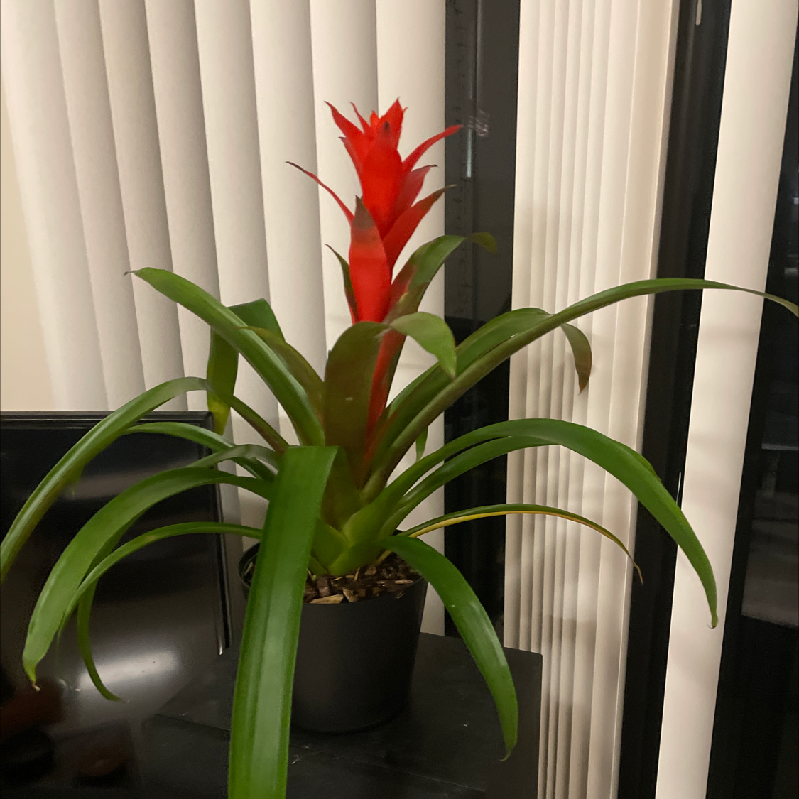 Urn Plant with vibrant green leaves and a bright red flower in a pot indoors.