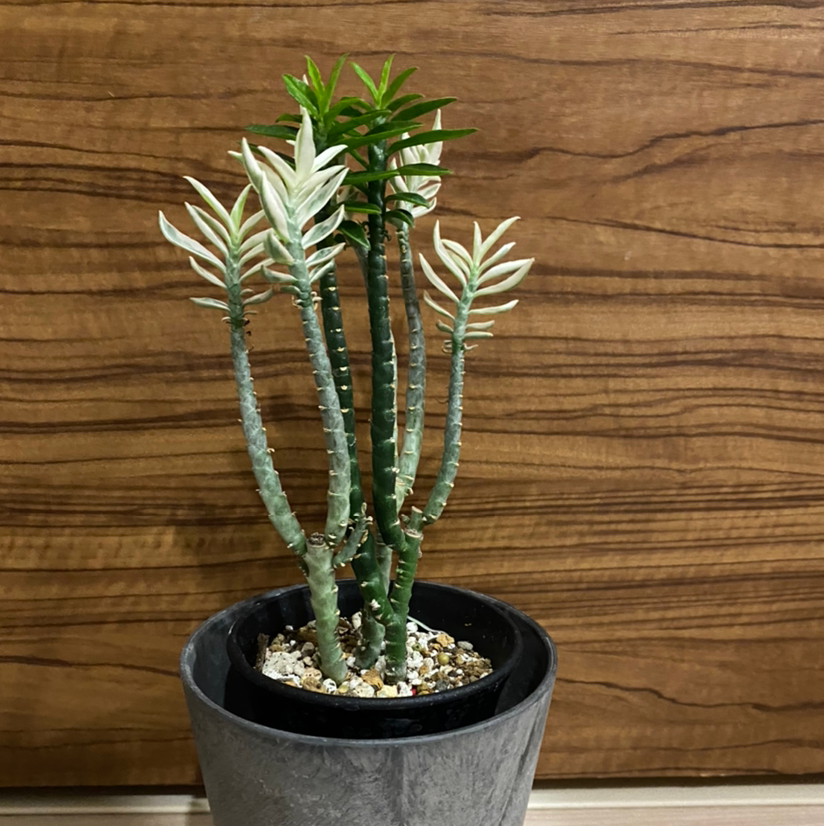 Plant care for Bat-like Stelis on Greg, the plant care app