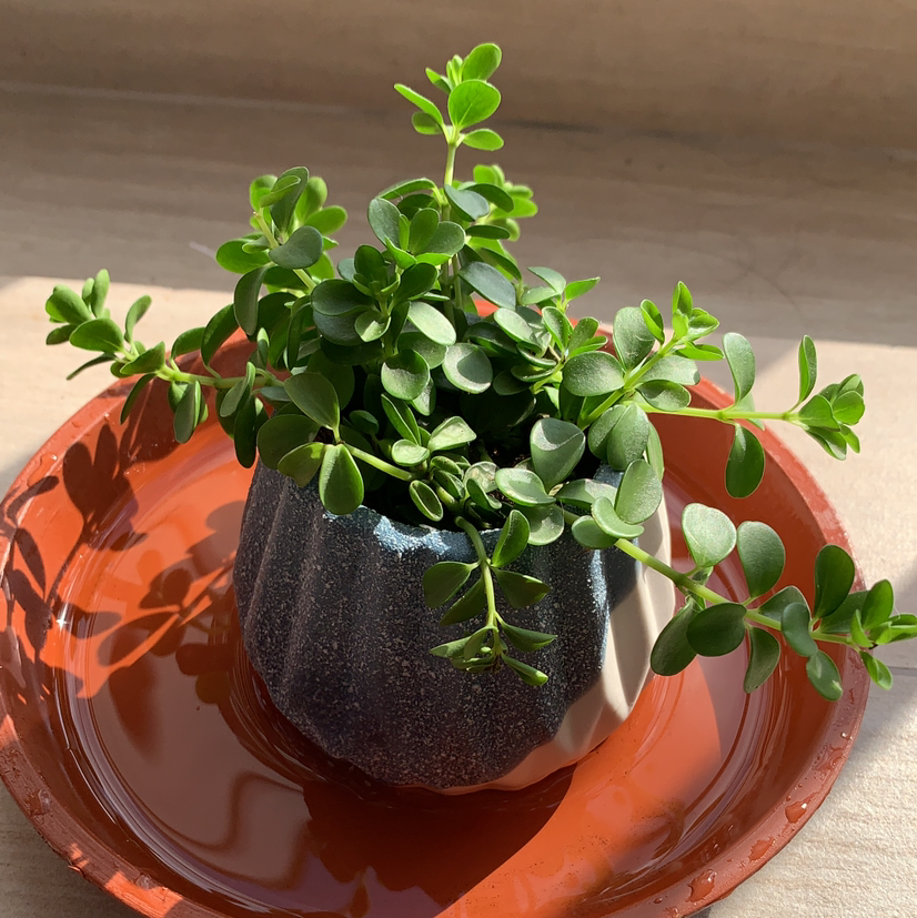 Healthy Peperomia deppeana plant in a small pot on an orange tray.