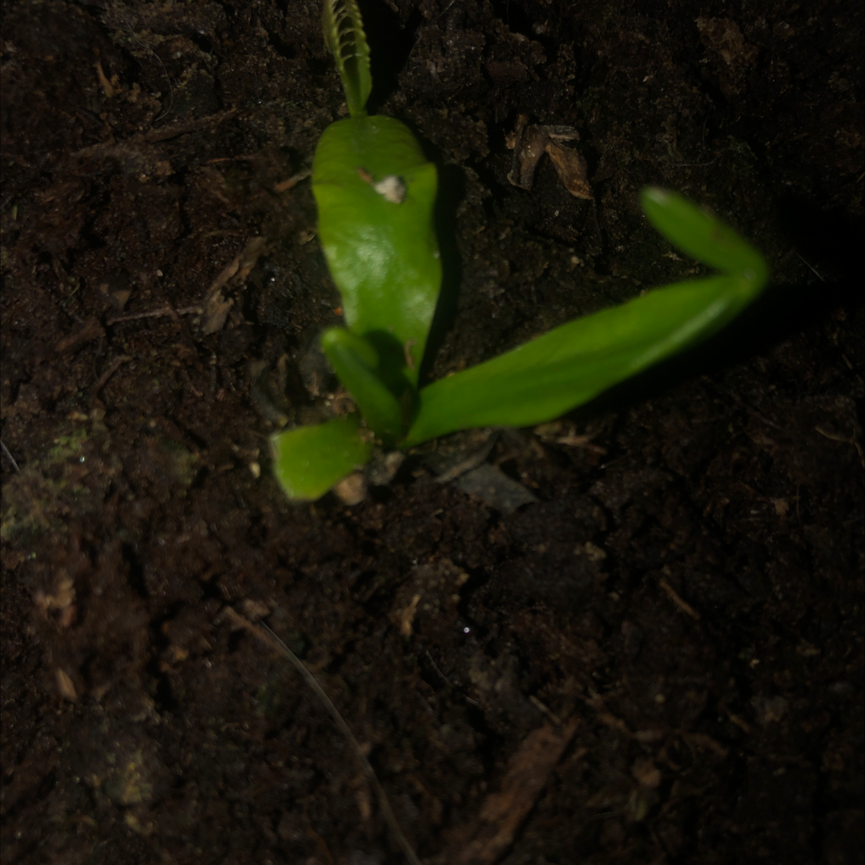 Red Piranha plant photo by @abbytheshoe named Fred on Greg, the plant care app.
