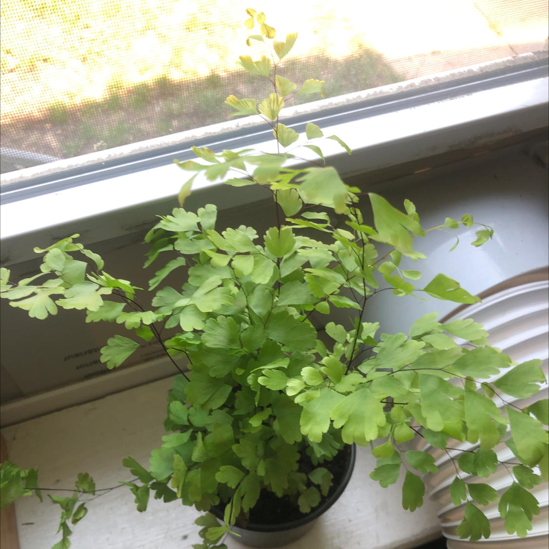Maidenhair Fern plant photo by @ackabizzle named Maiden on Greg, the plant care app.