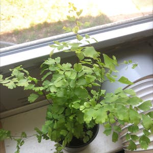 Maidenhair Fern plant photo by @ackabizzle named Maiden on Greg, the plant care app.