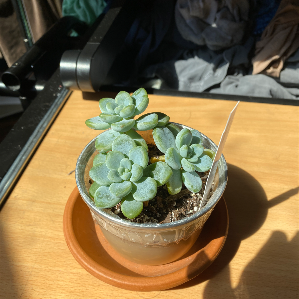 Sedum clavatum plant in a small pot on a saucer, healthy and well-framed.