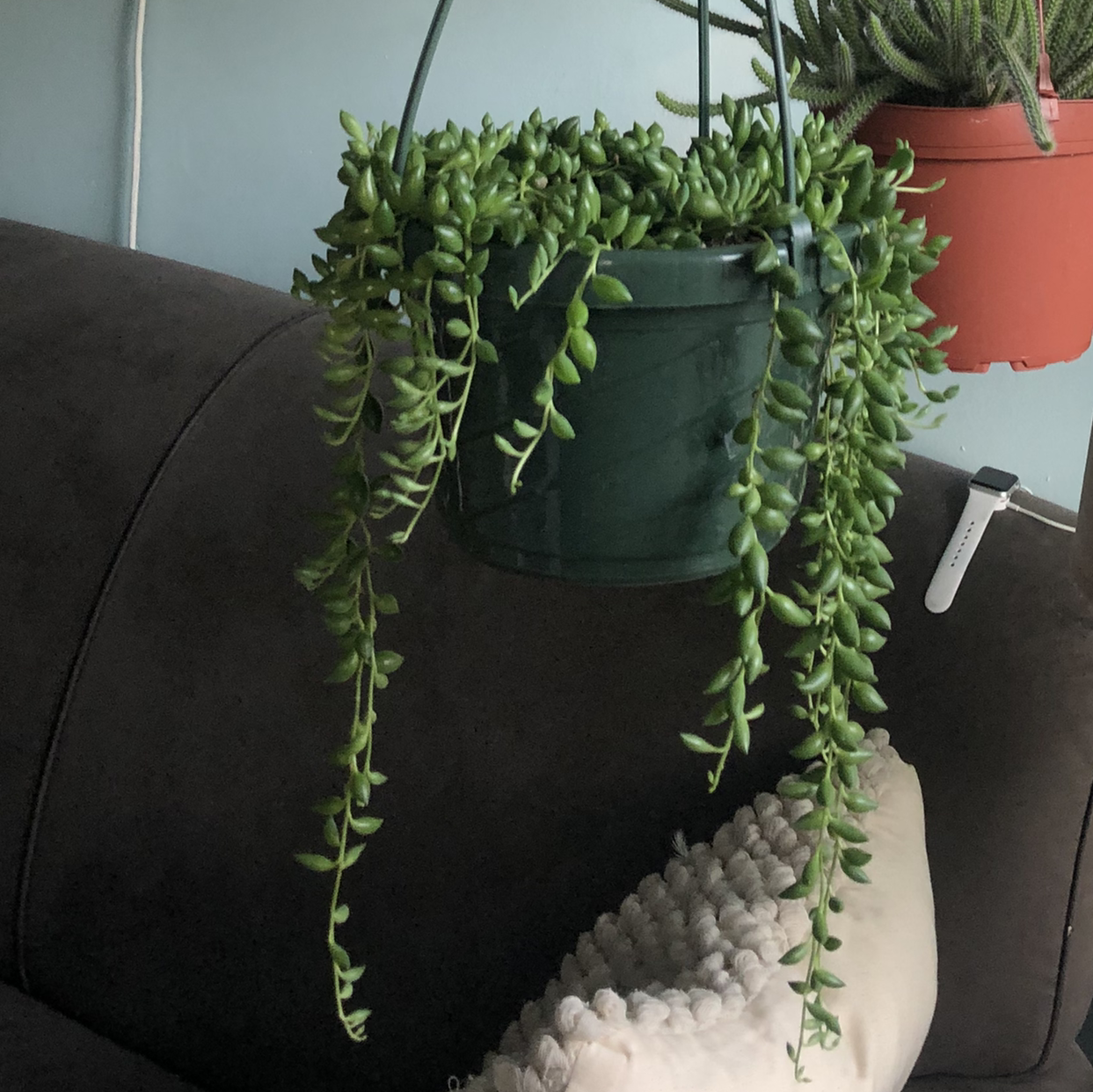 Healthy Burro's Tail succulent with long trailing stems and plump green leaves, in a black plastic pot.