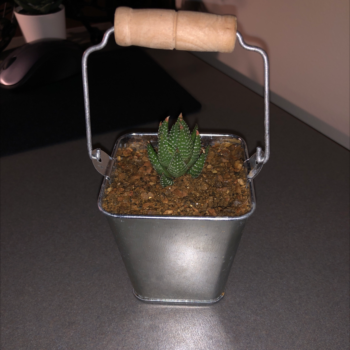 Plant care for Easter Cactus 'Taurus' on Greg, the plant care app