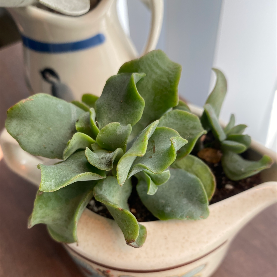 Silver Jade Plant Is Toxic To Humans