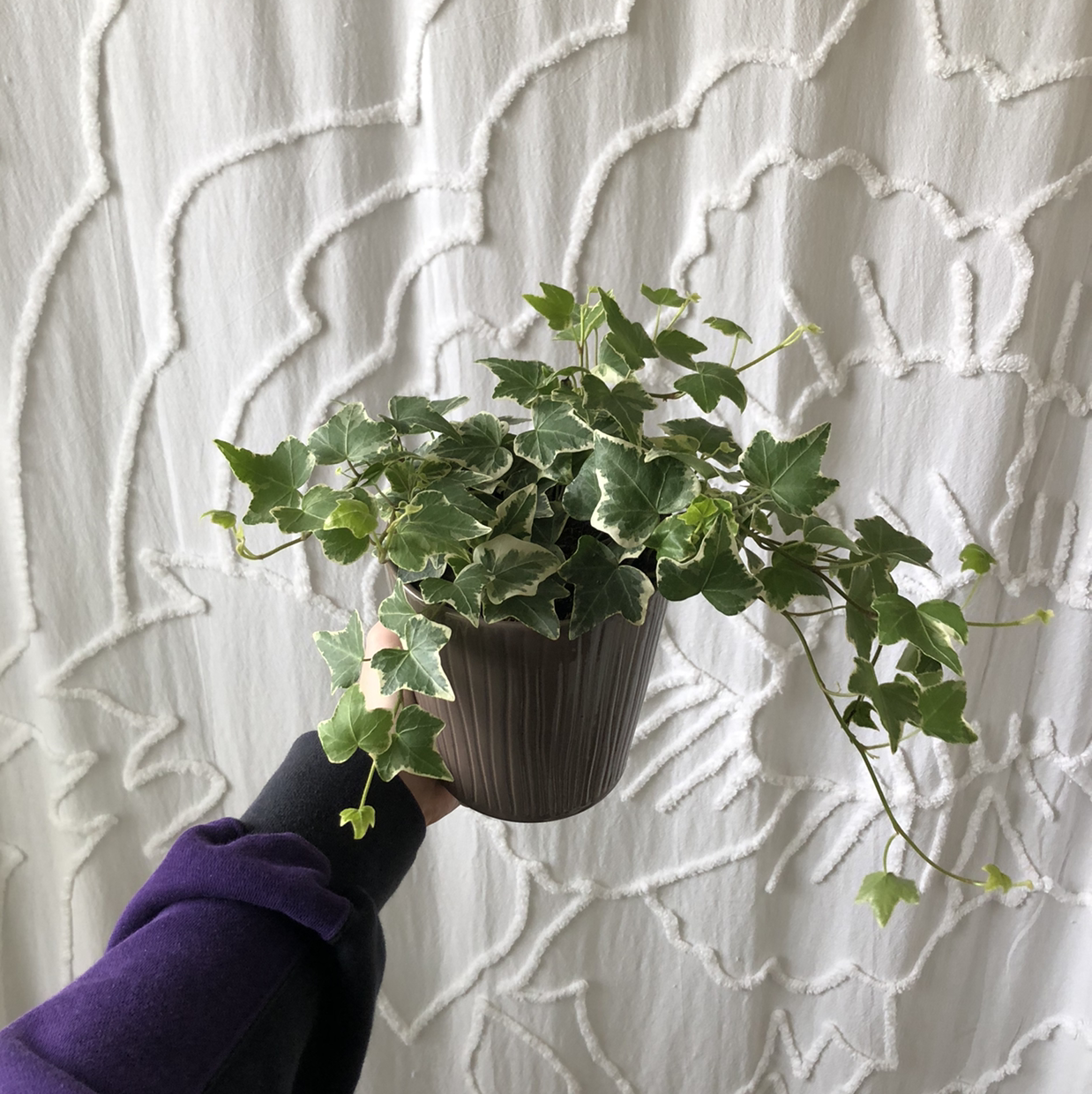 Closeup of a healthy potted English Ivy plant with vibrant green leaves, held by a hand against a white textured wall background.