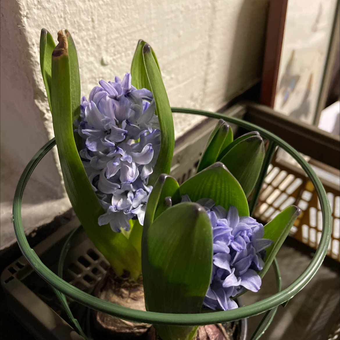 Photo of the plant species Garden Hyacinth by @Harrison named Peter on Greg, the plant care app