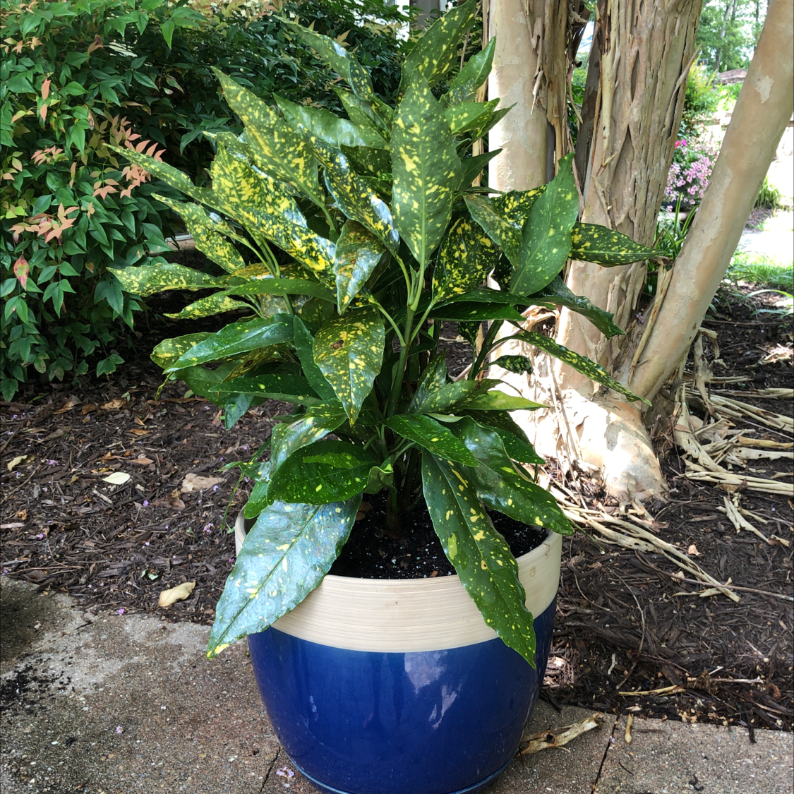 Healthy Japanese Laurel plant with glossy dark green leaves growing in a blue ceramic pot outdoors in a garden.