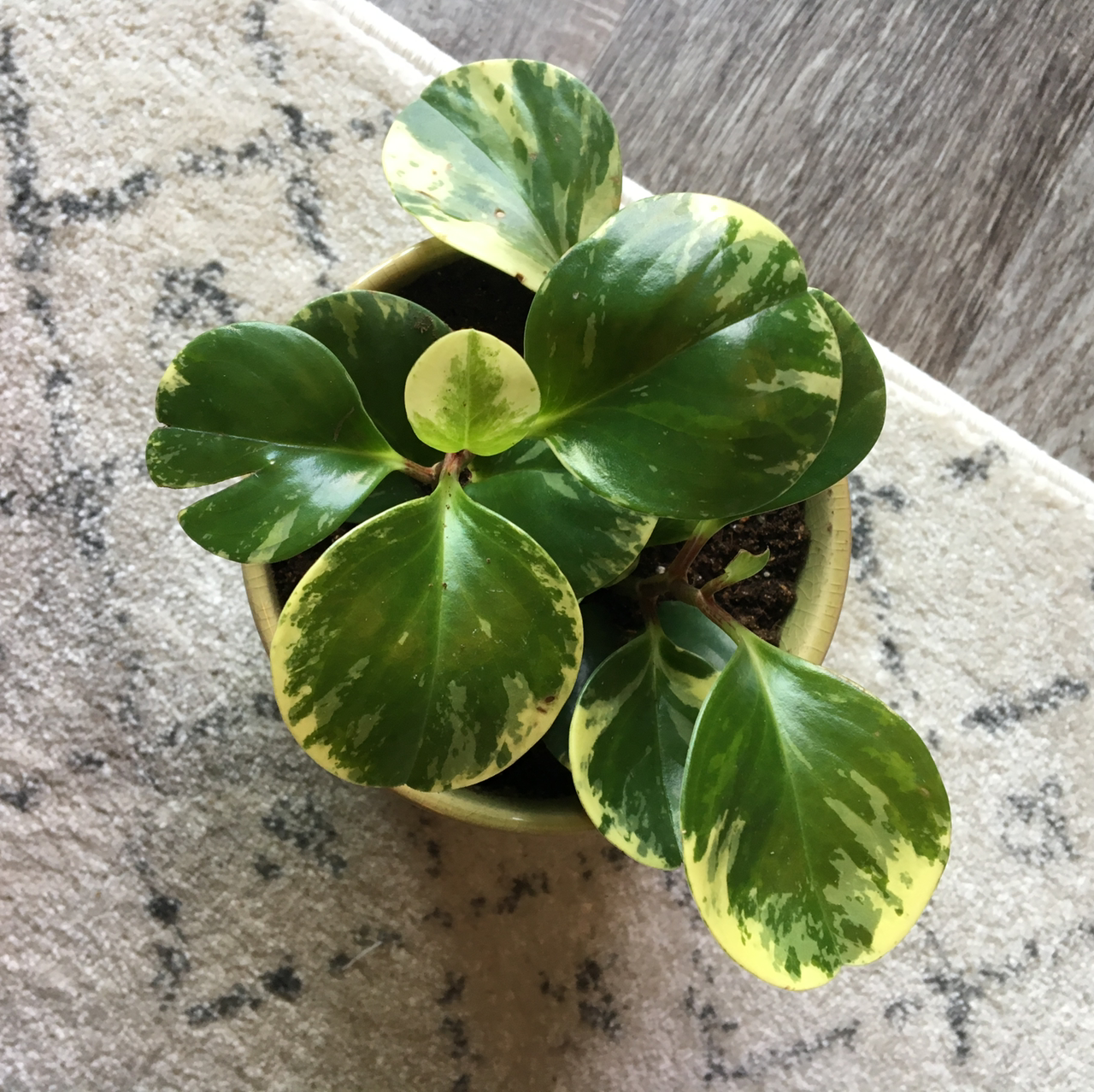 Baby Rubber Plant plant photo by @lkeilen named Chloe on Greg, the plant care app.