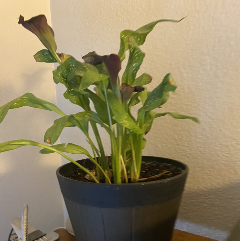 Photo of the plant species Spotted Calla Lily by Jenny named Lily on Greg, the plant care app
