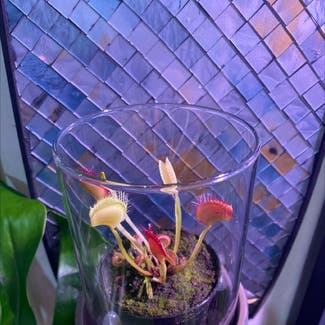 Venus Fly Trap plant in Somewhere on Earth