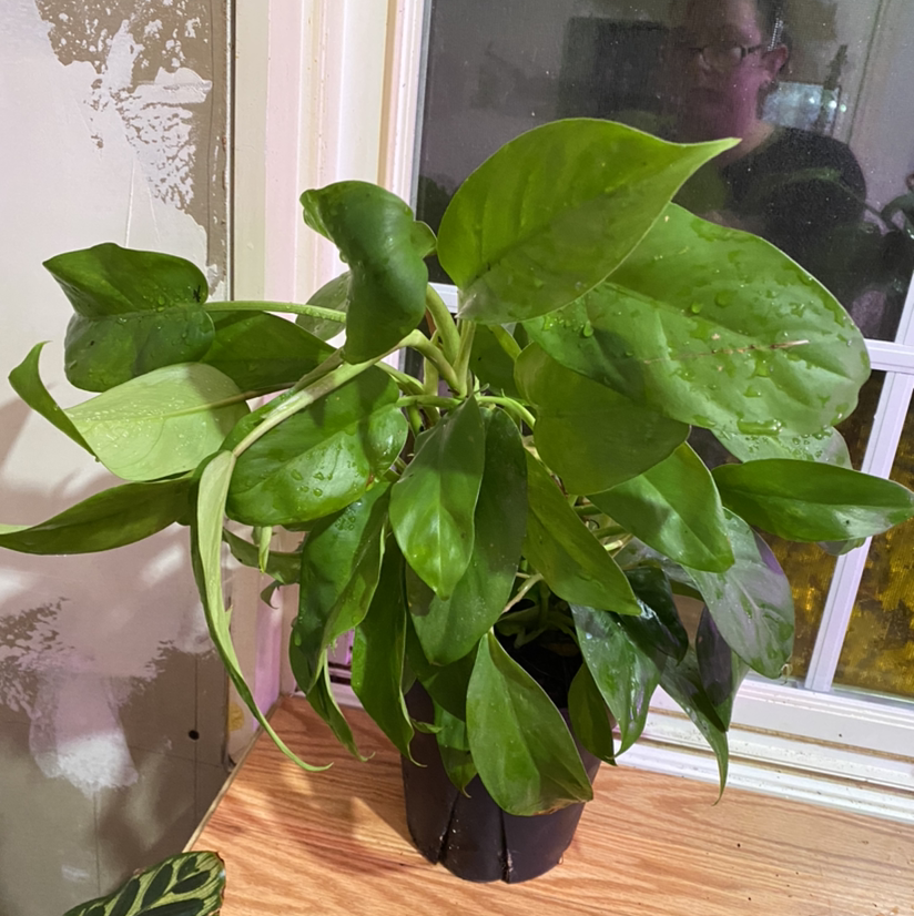 Philodendron 'Eva' plant photo by @Lillyvanilli named Xena on Greg, the plant care app.