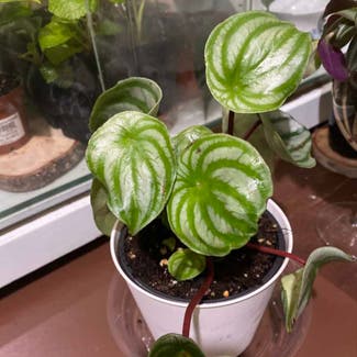 Emerald Ripple Peperomia plant in Somewhere on Earth