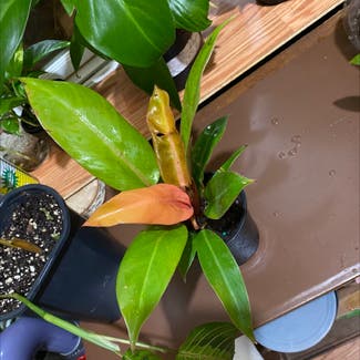 Philodendron Prince of Orange plant in Somewhere on Earth