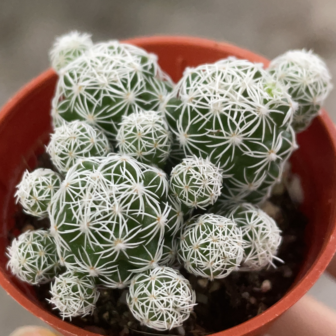 Missouri Foxtail Cactus in a small pot, covered in white spines.