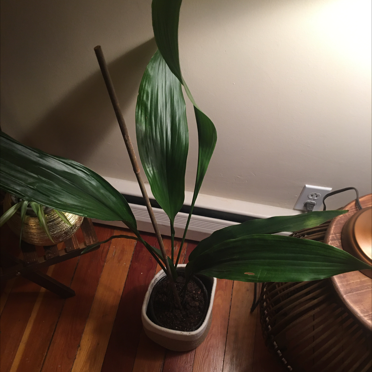 Indoor Cast Iron Plant in a pot with visible soil, healthy green leaves, and no signs of disease.