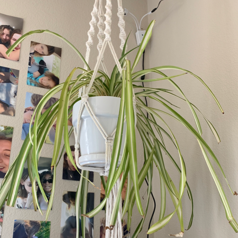 Spider Plant plant photo by @lizzysplantsss named ed on Greg, the plant care app.