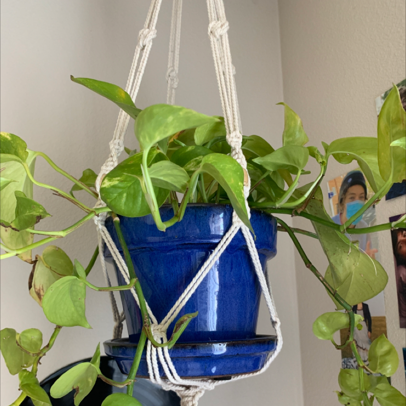 Taro Vine plant photo by @lizzysplantsss named diana on Greg, the plant care app.