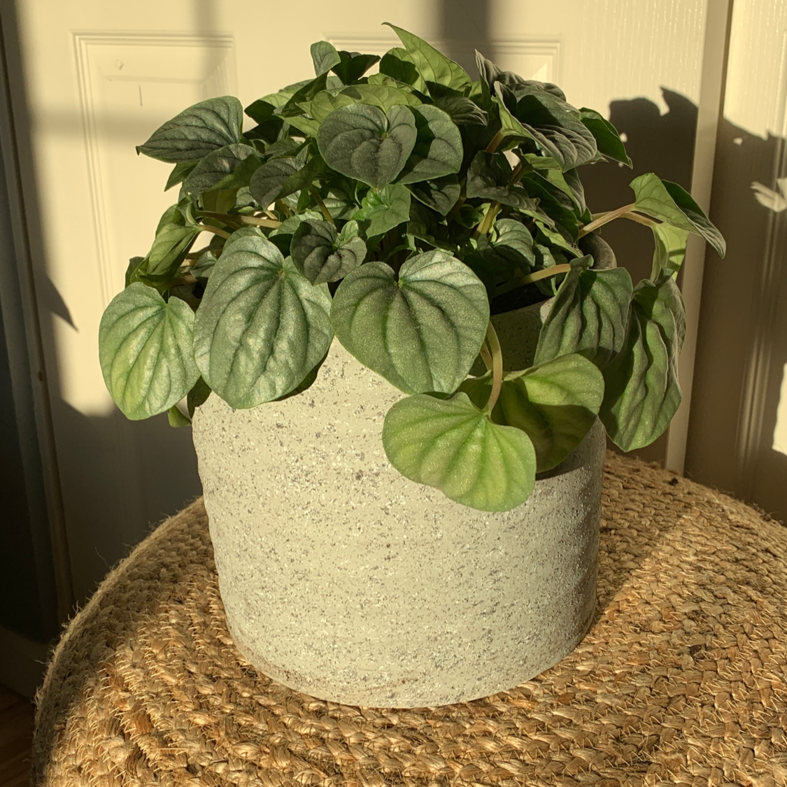 Potted Silver Frost Peperomia plant on a woven surface, healthy green leaves.