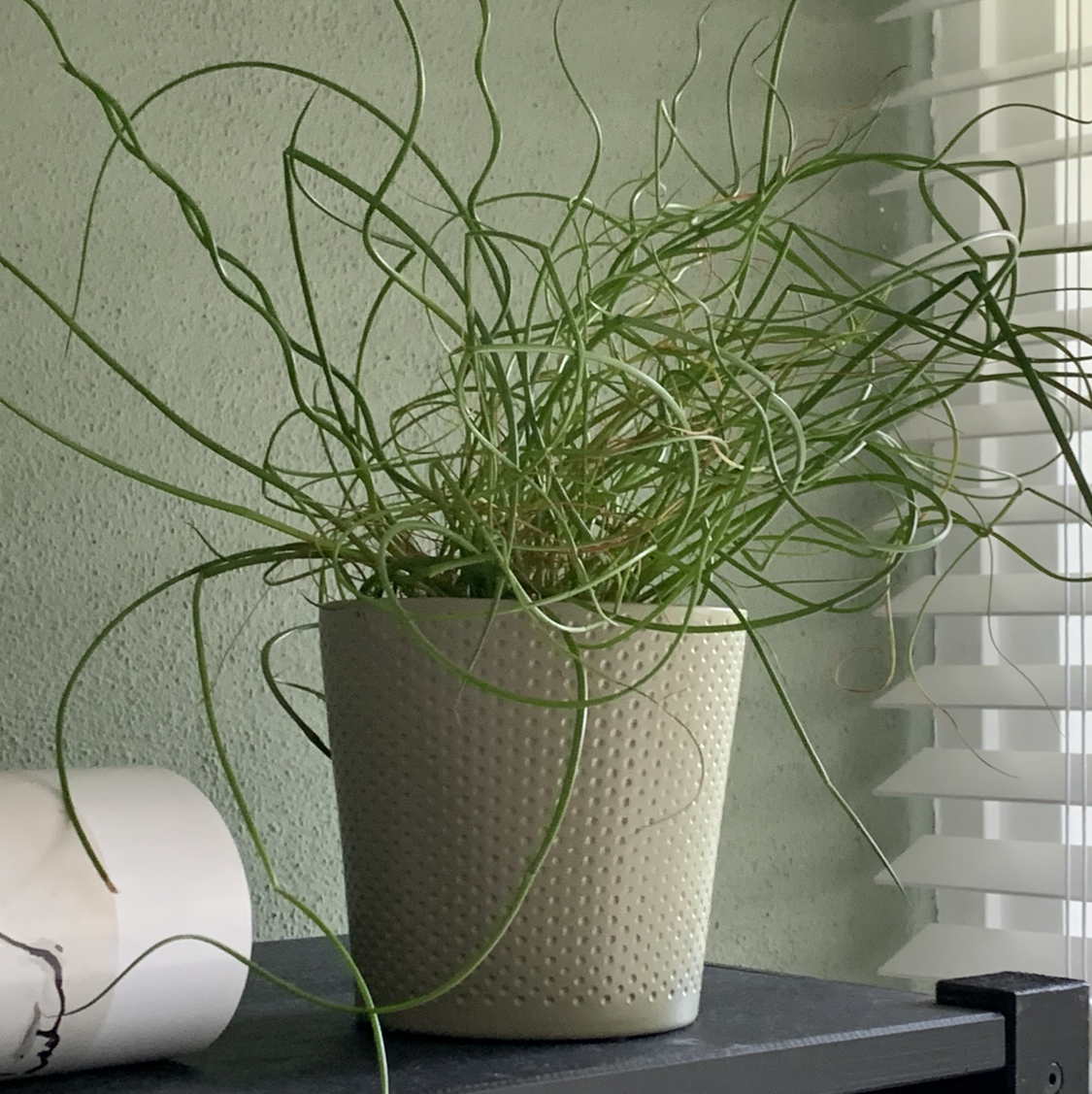 Photo of the plant species Common Rush by @dewi named Dida on Greg, the plant care app