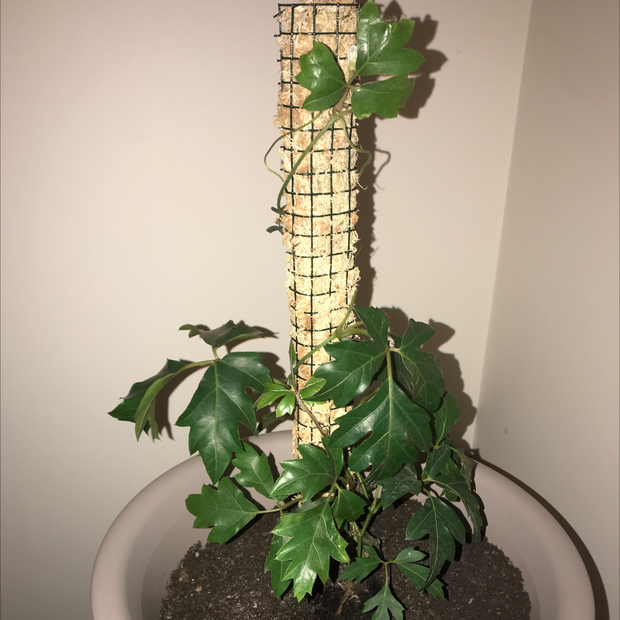 Healthy Grape Ivy plant with glossy green lobed leaves climbing a wire trellis in a small pot, soil visible.