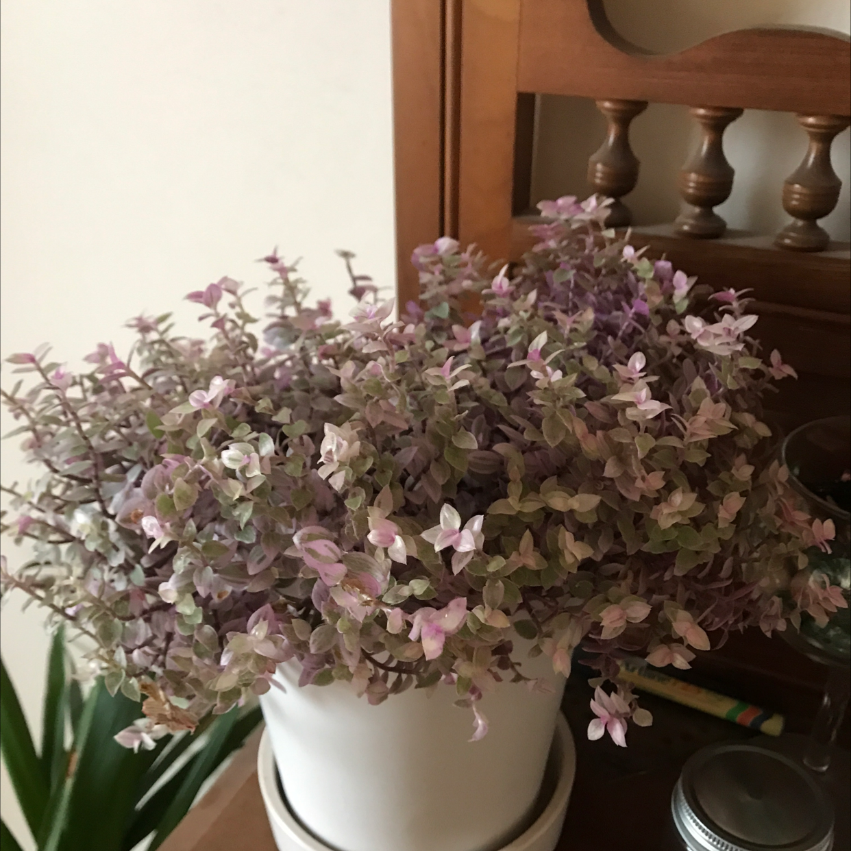 Photo of the plant species Callisia Pink Panther by @Sechta named Calli on Greg, the plant care app