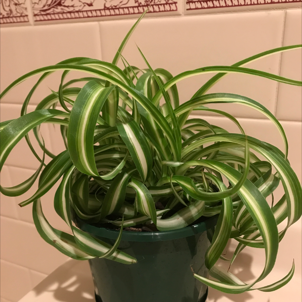 Photo of the plant species Curly Spider Plant by @Sechta named Bonnie on Greg, the plant care app