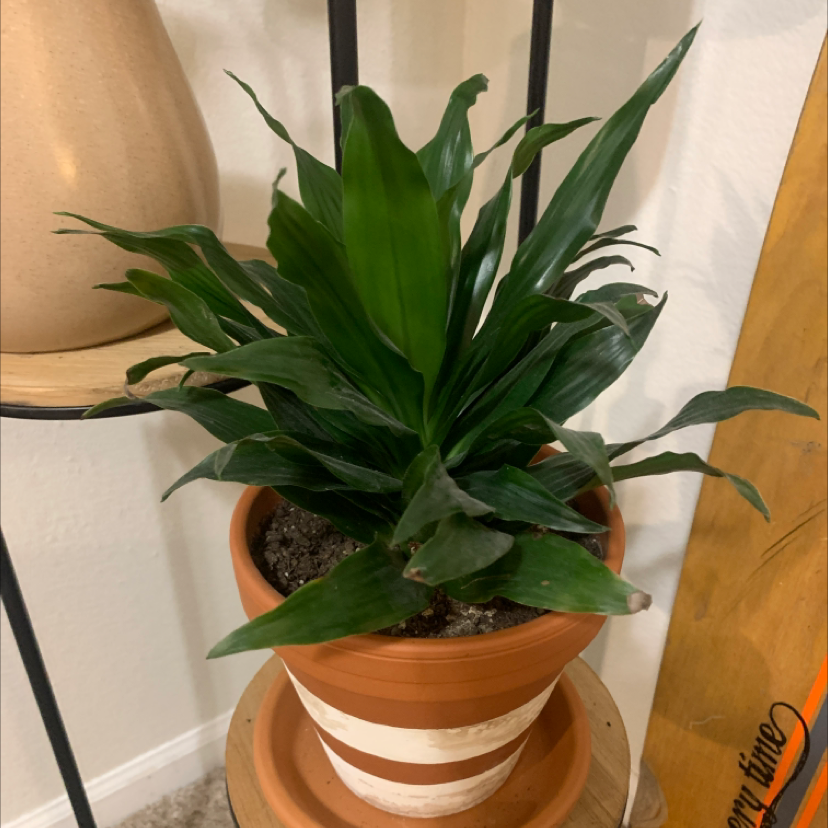 💧 Why Are My Dracaena Craig Compacta' Leaves Droopy?