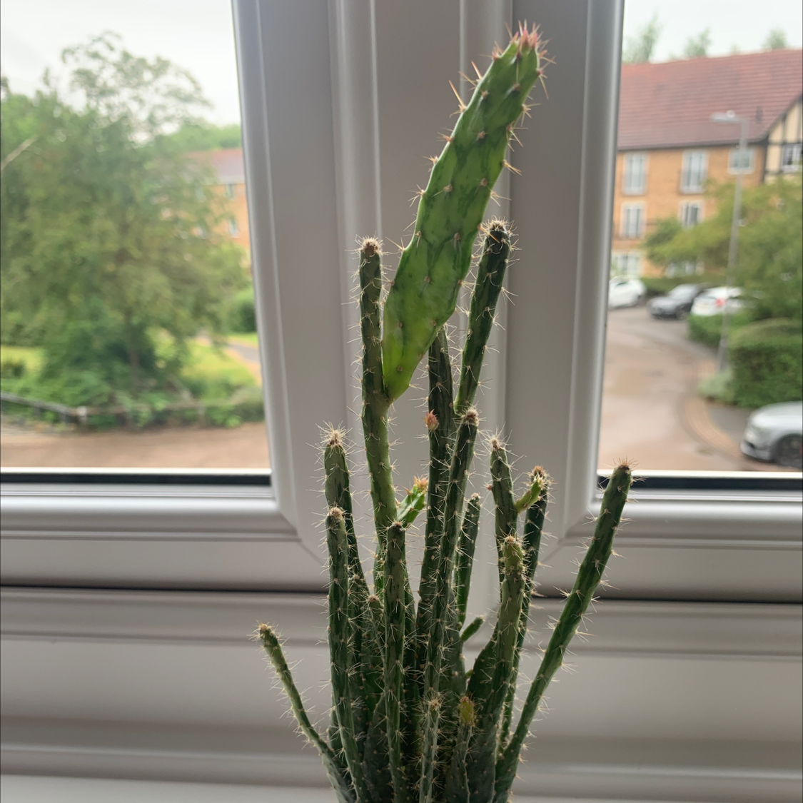 Brazilian Pricklypear plant indoors near a window, appears healthy.