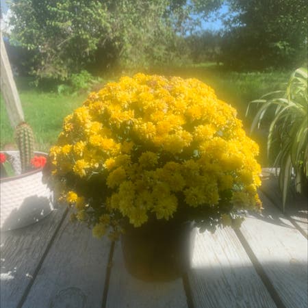 Photo of the plant species Basket of Gold by Chloe named Yellow on Greg, the plant care app