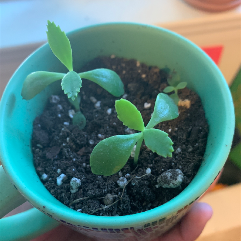 A thriving Mother of Thousands succulent in a teal pot, with long slender leaves and baby plantlets growing along the leaf edges.